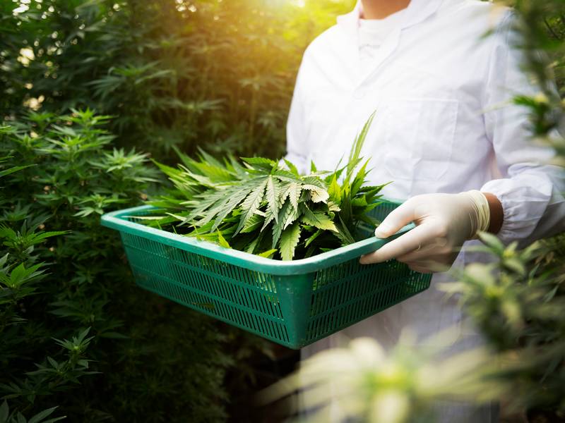 Where is the Best Dispensary Near Me for Quality Cannabis?