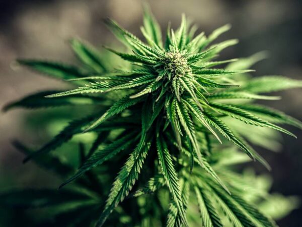 If I Want the Best Flower, What Should I Look For?