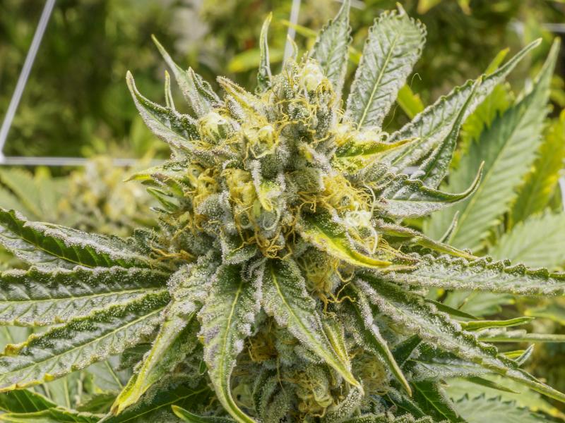 Which Dispensary Has the Best Flower in Metro Detroit?