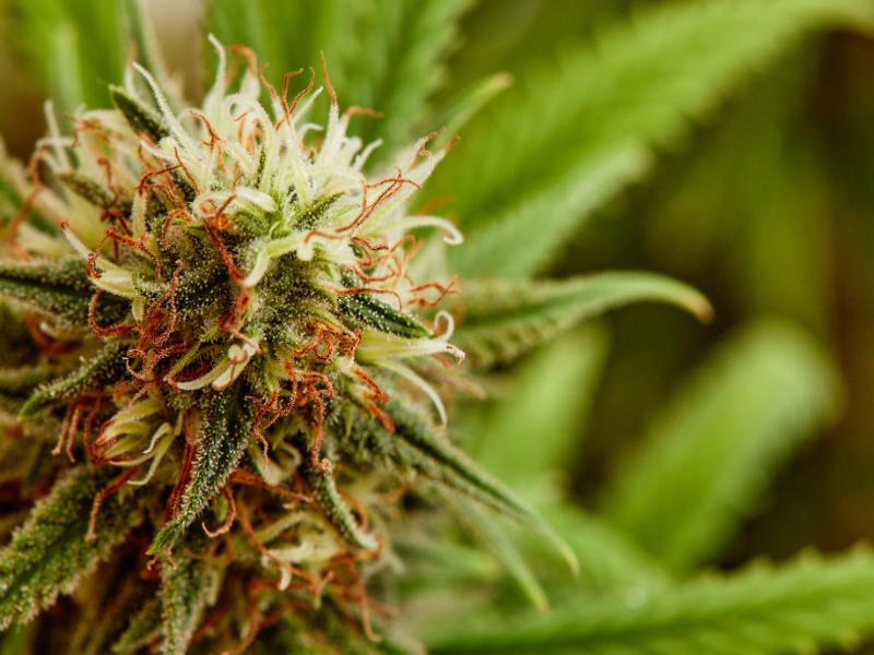 Who Carries the Best Flower Near Dearborn Heights, MI?