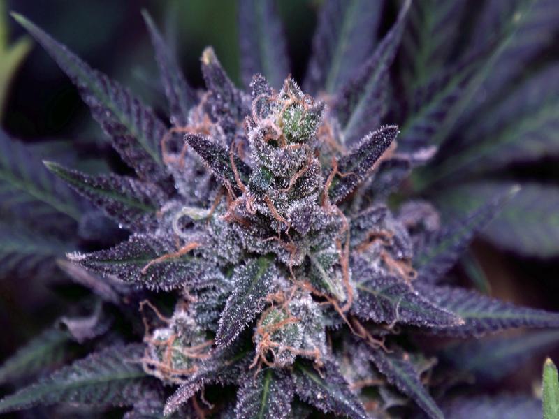 Who Has the Best Flower & Cannabis Tinctures in Inkster, MI?