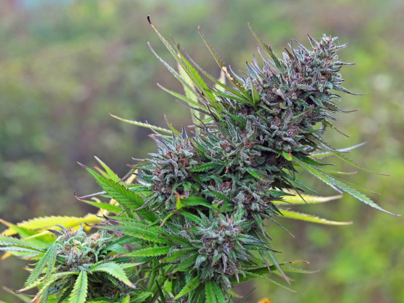 What Elements Create the Best Flower Beyond THC?